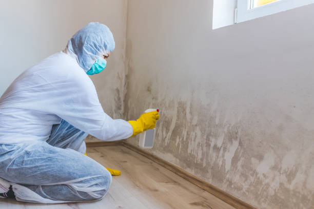 Licensed Black Mold Removal service in Hazlet, NJ - WQB Mold Removal