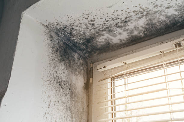 Affordable Black Mold Removal solutions in Hazlet, NJ